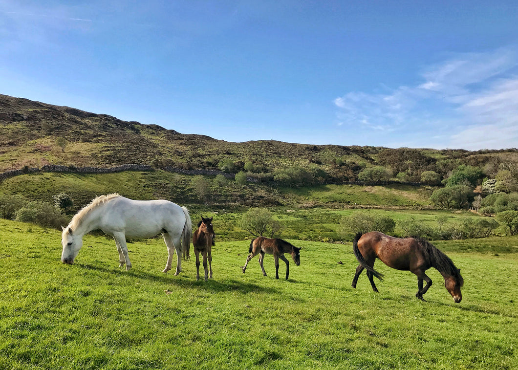 Connemara ponies in the National Park.