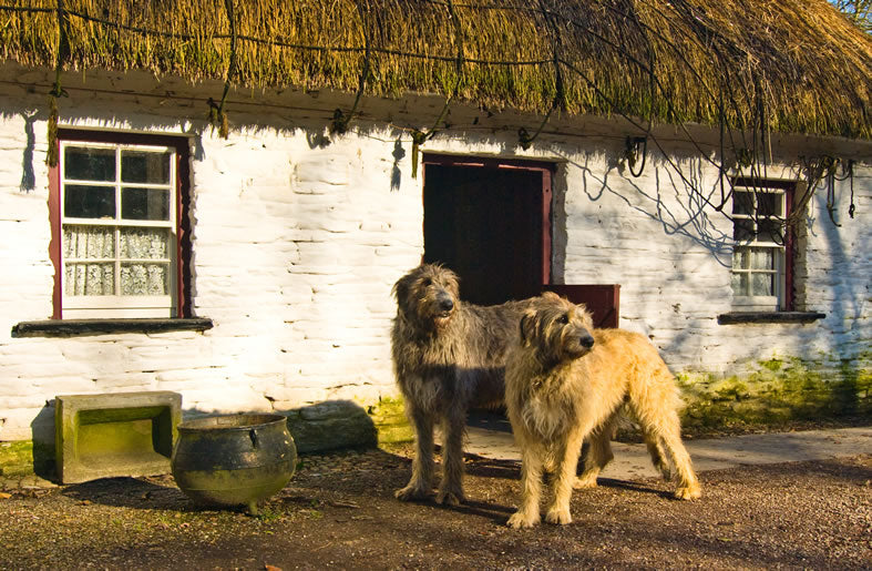 Irish Wolfhounds Bunratty.