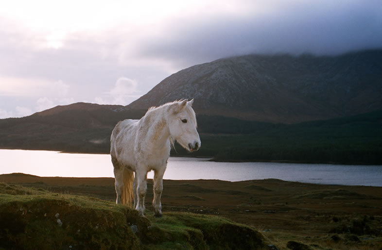 Connemara Pony, Co Galway.