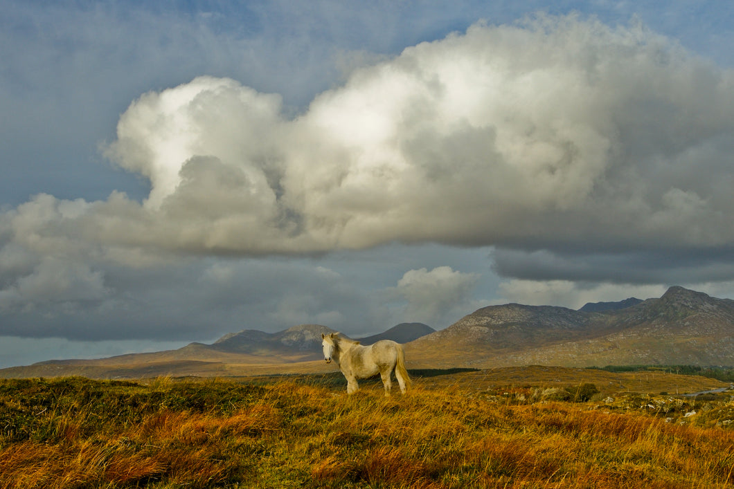 Connemara pony, Co Galway